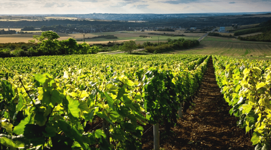 Domaine Vincent Tremblay